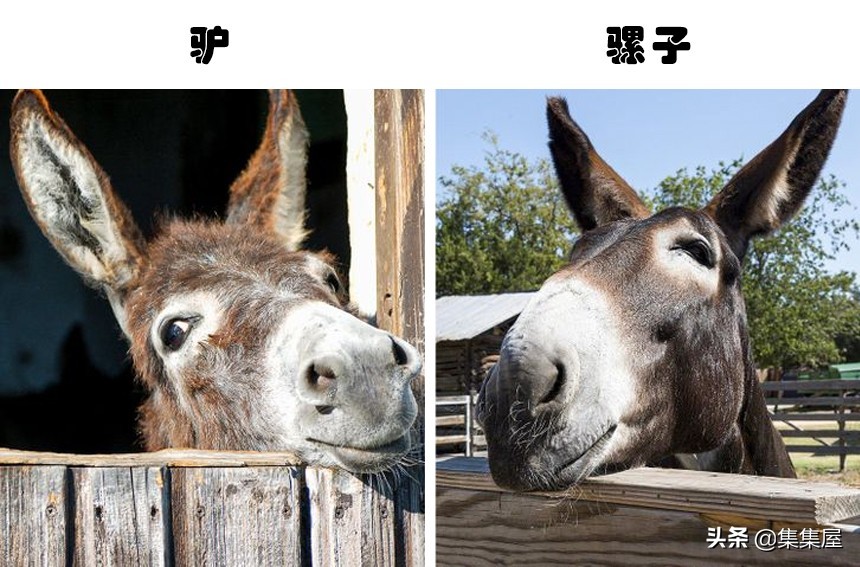 易被混淆的事物：因为太过于相似，经常被人们搞混的7对事物