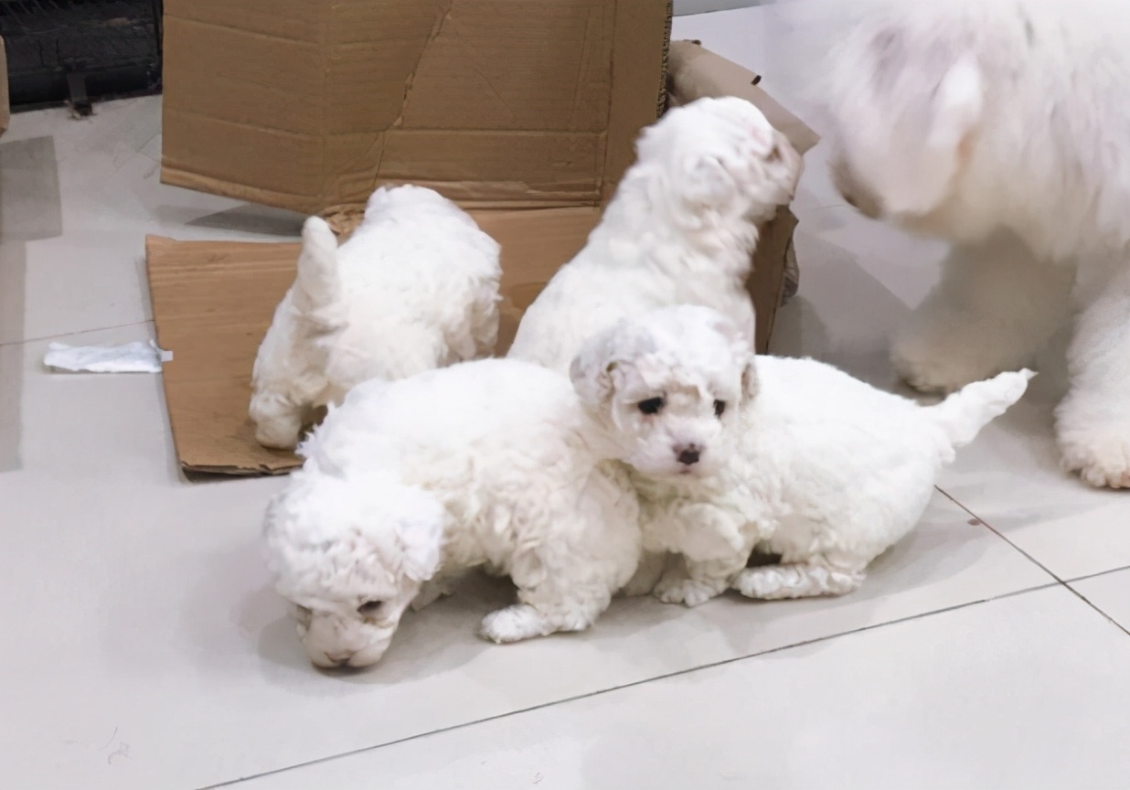 纯种比熊犬和串串比熊犬,谁更好养?