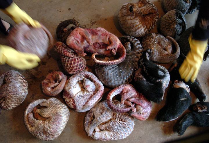 男子收购穿山甲鳞片治病，获刑3年6个月，为什么有人吃“指甲”？