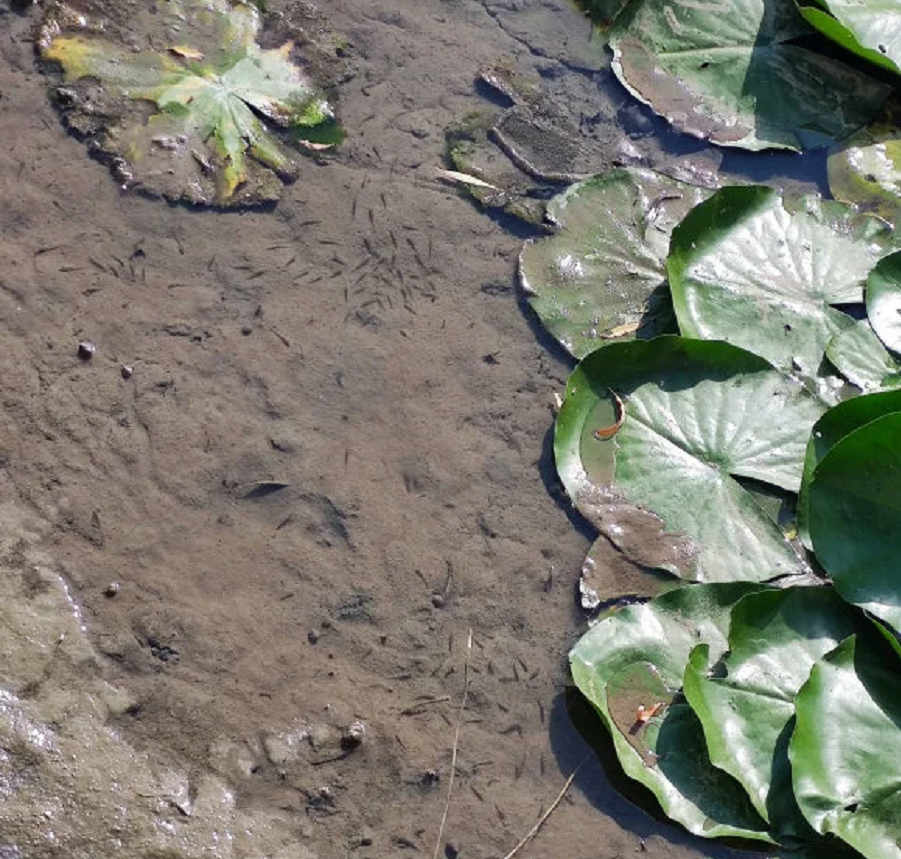 河南持续高温学校湖泊干涸，大量湖鱼被暴晒成鱼干，学生：捞了200斤