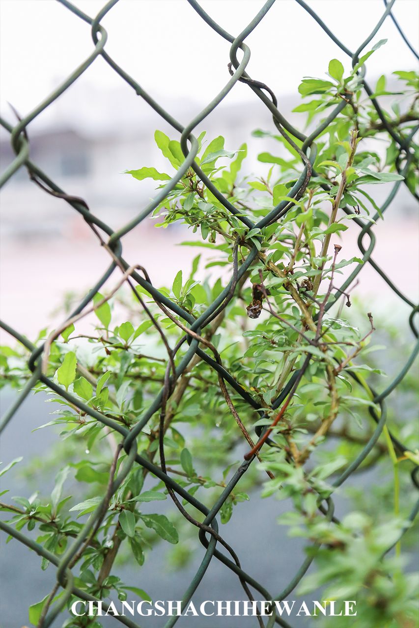 你好，湖南中医药大学！