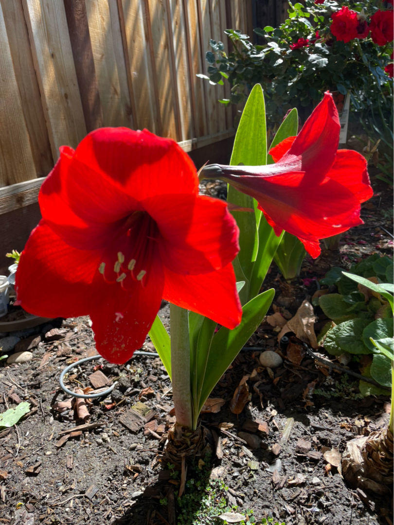 花种类介绍大全（常见花图文并茂非常详细）