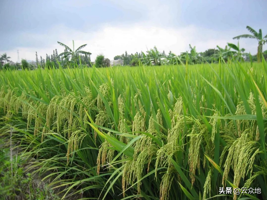 杂交水稻和普通水稻的区别,杂交水稻和普通水稻的区别图片