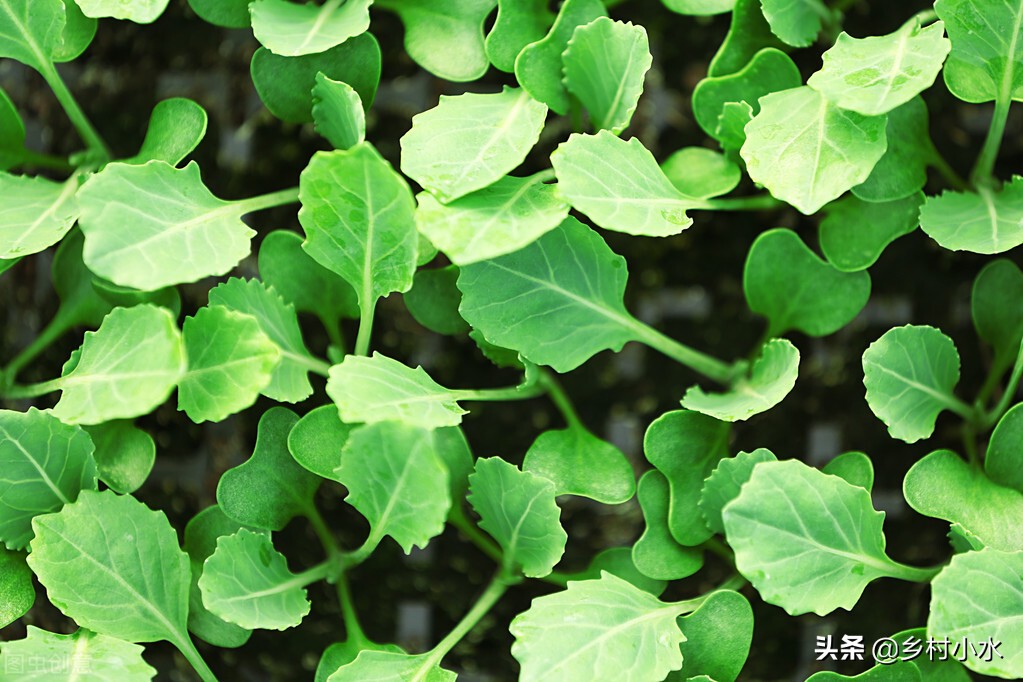 尿素直接撒施等于撒钱？掌握正确的施肥方式，养分利用率翻倍
