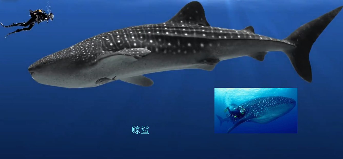 鲨鱼的种类鲨鱼的种类及名称图片