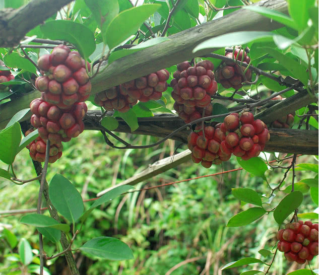 会流血的藤即大血藤,见过吗?用于肠痈腹痛,急,慢性阑尾炎