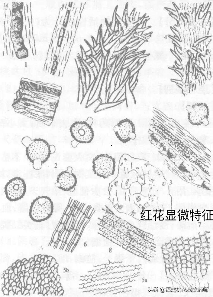 红花和藏红花的区别（名贵中药材藏红花大揭密）