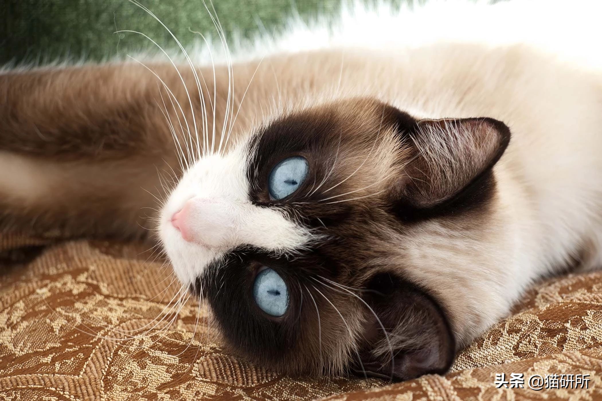 尿闭、尿血...猫咪泌尿问题反反复复，可能是弄混了这3种病