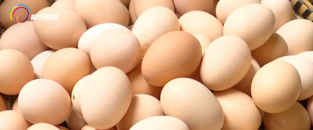 土鸡蛋和洋鸡蛋的区别是什么，土鸡蛋和洋鸡蛋营养价值