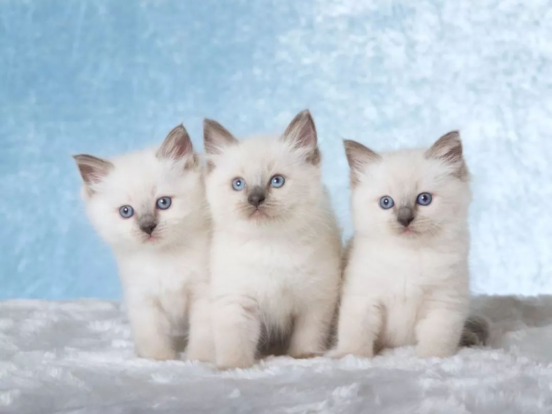 十大名猫闪亮登场，看看你最喜欢哪种