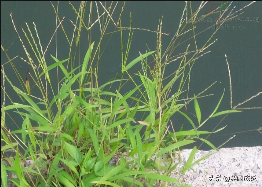 金丝草——这种日常可见的草药,有着这么大的用处
