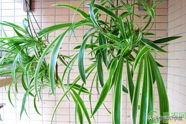 虎尾兰，芦荟和吊兰，这三种植物除甲醛的效果都很不错，可以试试。