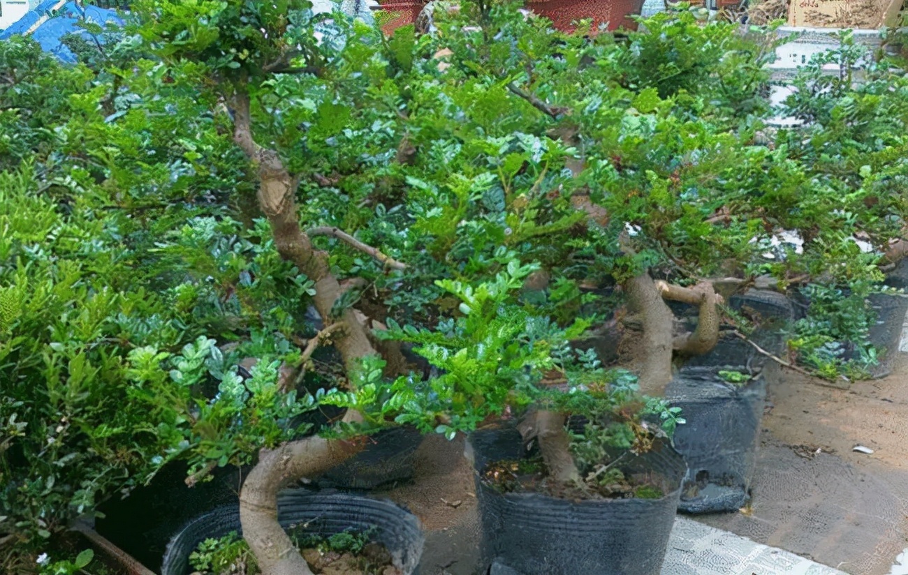 新买的清香木盆景怎么养经验分享专业回答