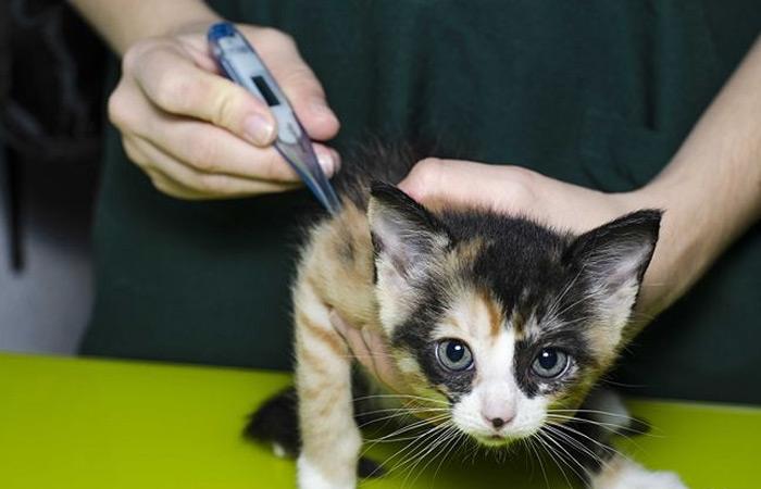 如何判断一只猫是否生病