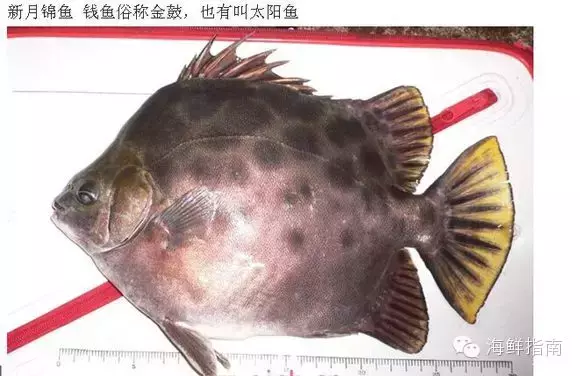 常见海水鱼类图谱大全!