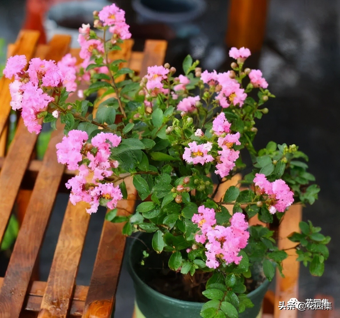 日式庭院该配什么植物？怎么配？看这里