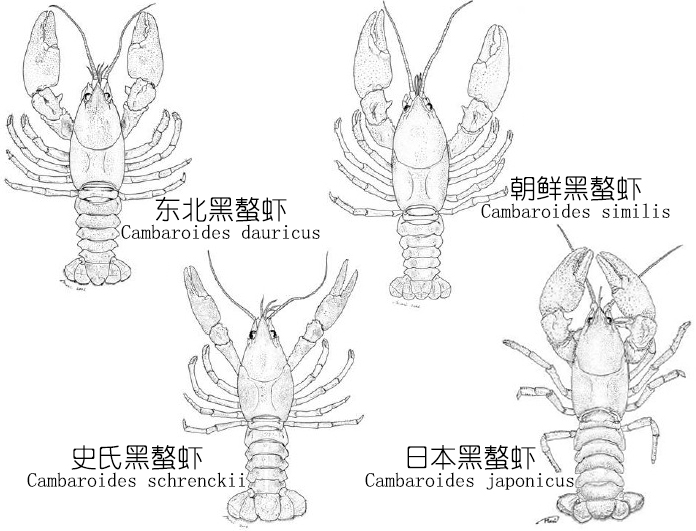 全面正确认识小龙虾