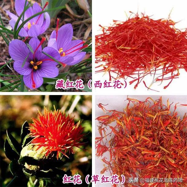 红花和藏红花的区别（名贵中药材藏红花大揭密）