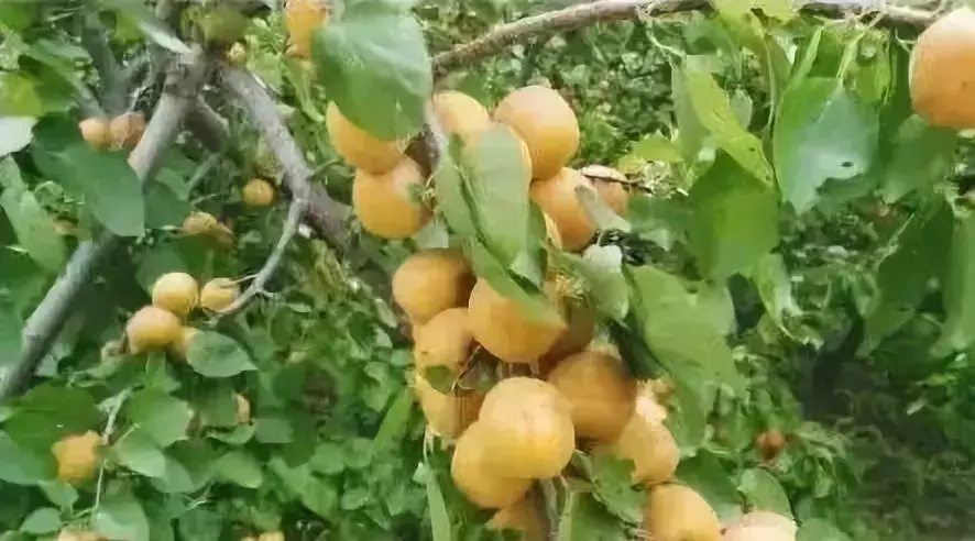 四川民族学院落户泸定！而我们却把青春留给了姑咱的风和大渡河！