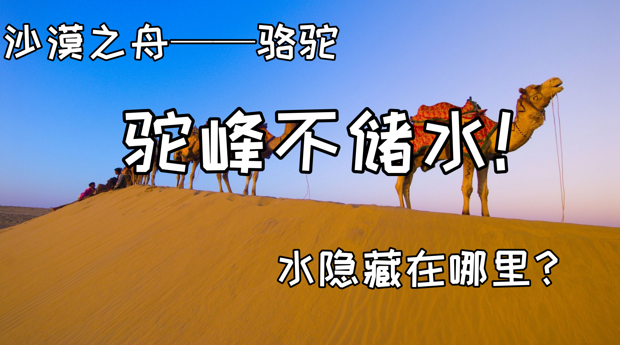被誉为“沙漠之舟”的骆驼，仙人掌、断肠草都是它的食物
