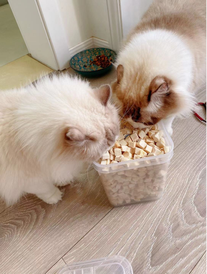 十款适口性好的猫粮推荐