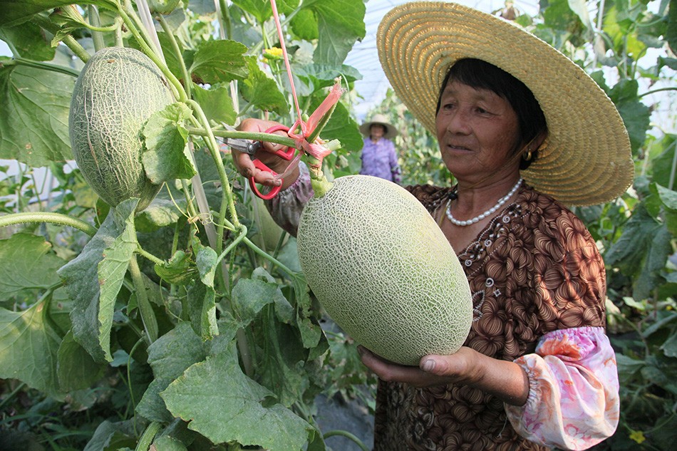 哈密瓜的种植技术与管理方法