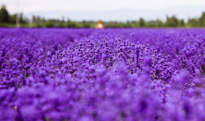 薰衣草中遇浪漫，馥郁香气等爱情