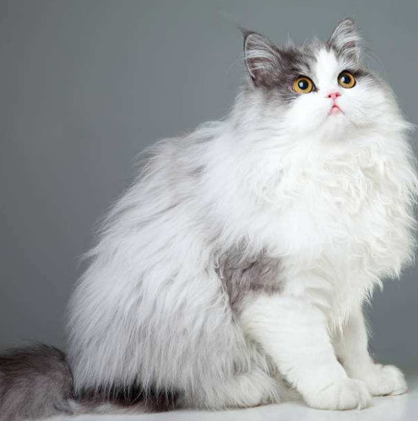 猫咪品种介绍大全!我们应该怎么选择适合自己的猫咪?