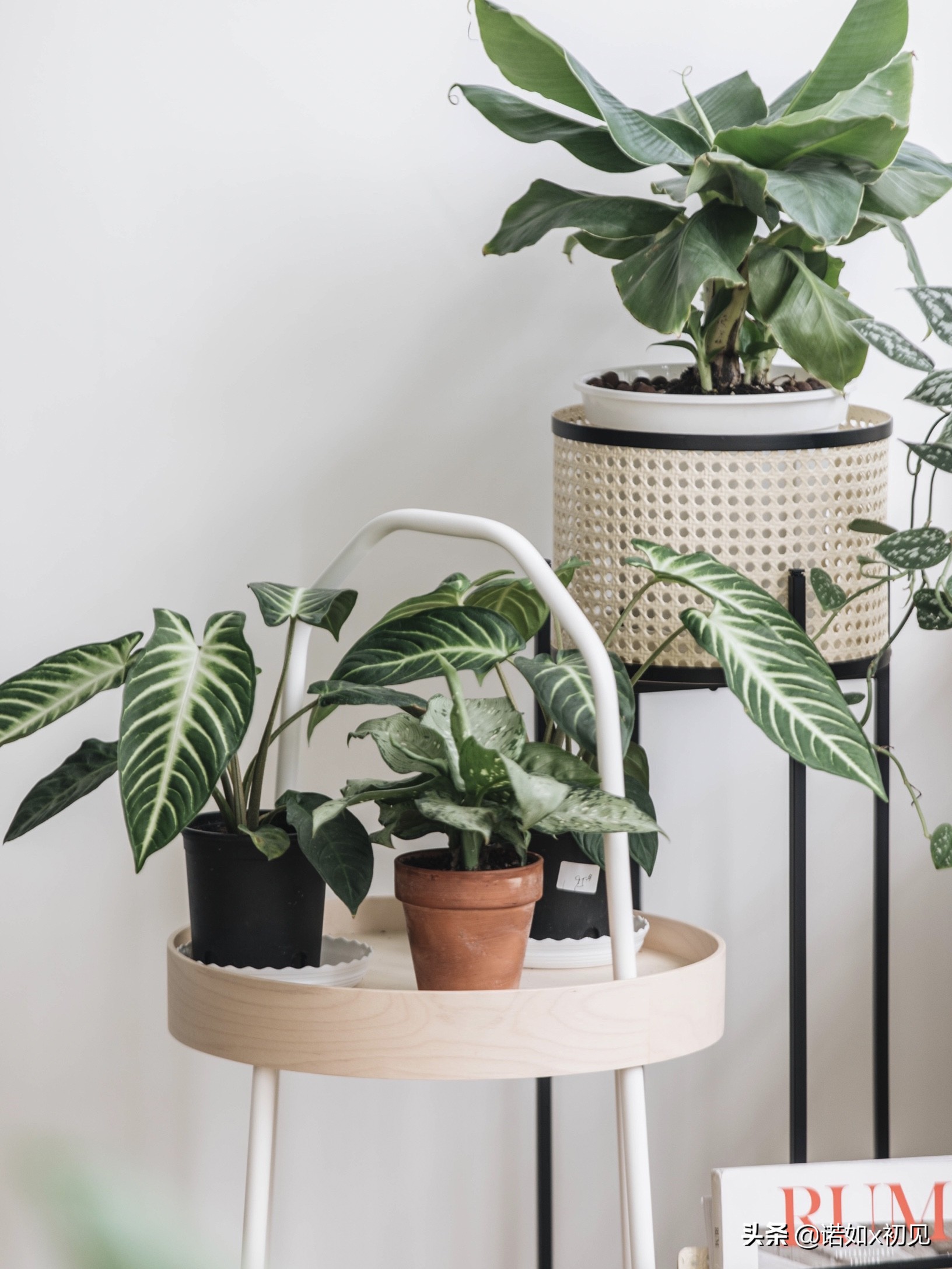 大仙女海芋(大仙女海芋的养殖方法和注意事项) - 直播好站