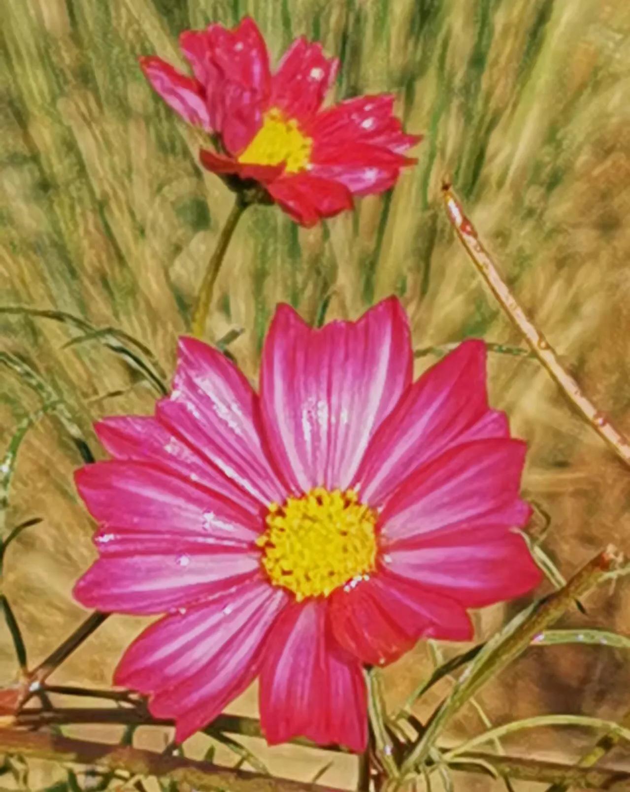 胡立强用华为手机拍摄（红花献给党）