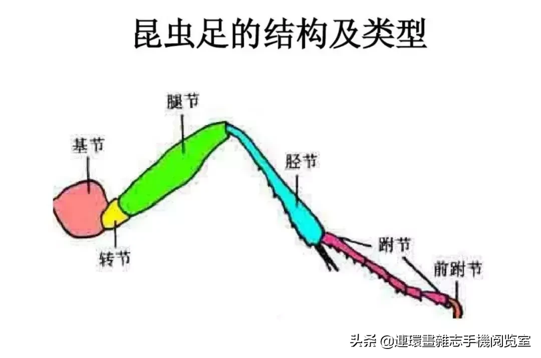 蛐蛐和蝈蝈,蛐蛐和蝈蝈的区别