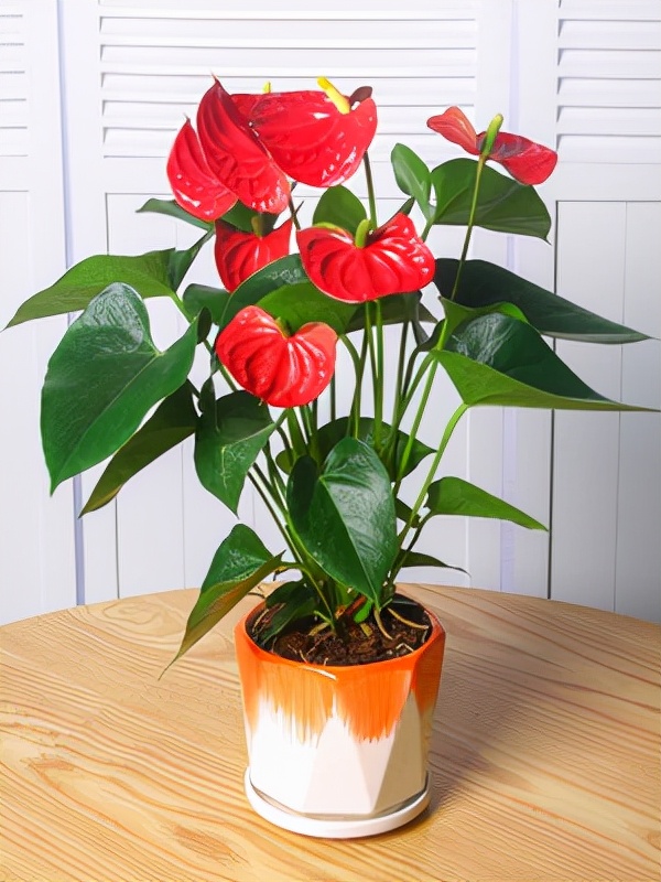 红掌和一帆风顺都是很常见的观赏花卉,它和花型及叶型有点像,只不过一