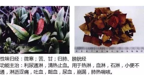 300个中草药图谱（附主治功效），知道一半就太牛了（上）