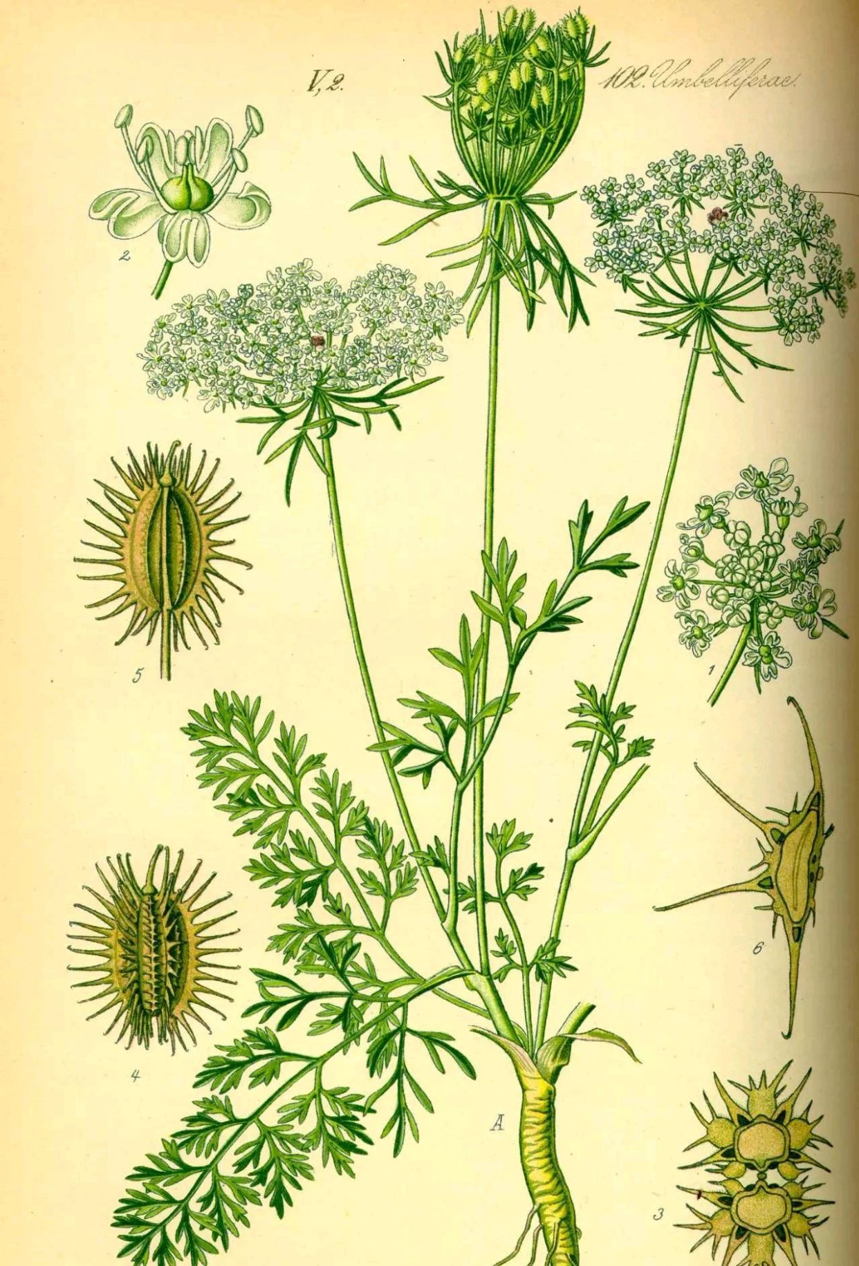 另据报道,野胡萝卜的花含有挥发油,具有毒杀蚊幼虫,抑菌等作用.