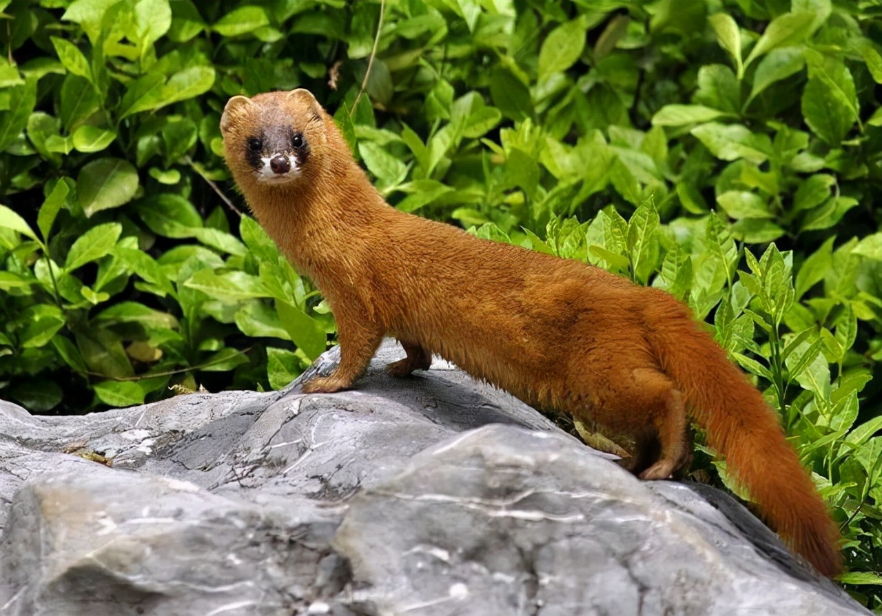 黄鼠狼臭鼬,属哺乳纲,食肉目,鼬科,它们一般生活在树林,草原和沙漠中