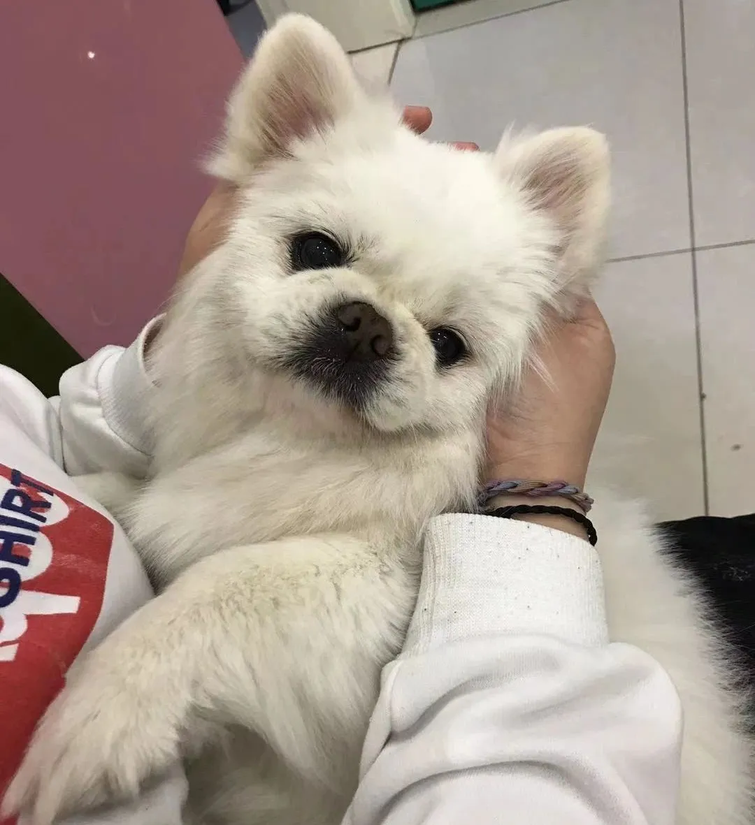 平凡而伟大:致敬最美兽医人