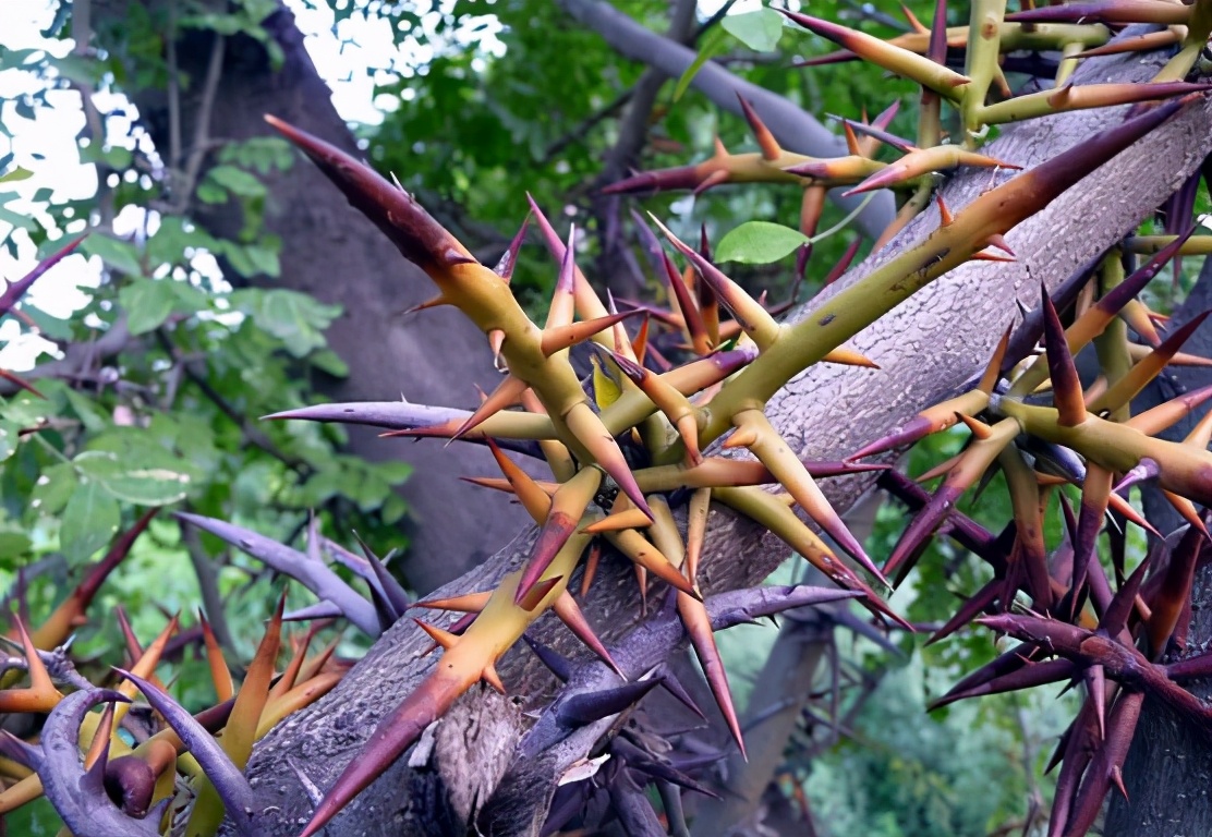 皂角米的价值参考