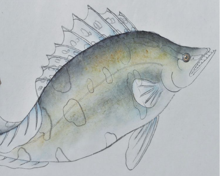 分步骤讲解工笔鳜鱼的基本画法及染色