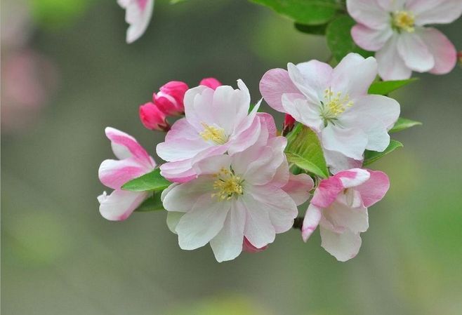 海棠花的样子特点