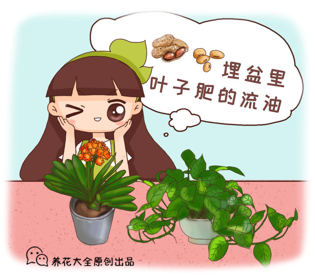 自从加了一些花生壳进去，土壤再也不板结了，肥力还变足