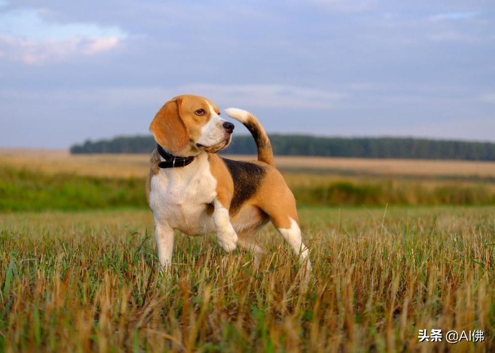 世界上50个最受欢迎的犬种的起源