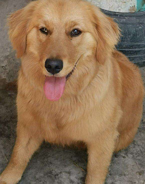 "纯种金毛"才有的6个特点,串串一眼就被看出来了
