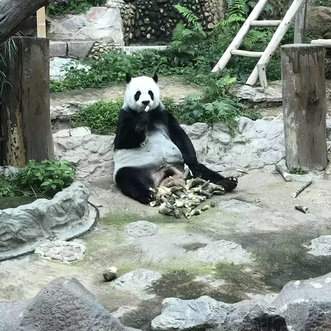 相遇在清迈，融化在你心 || 体验官专栏