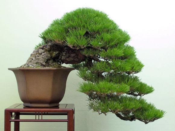 深秋做对这些,养出绝美黑松盆景