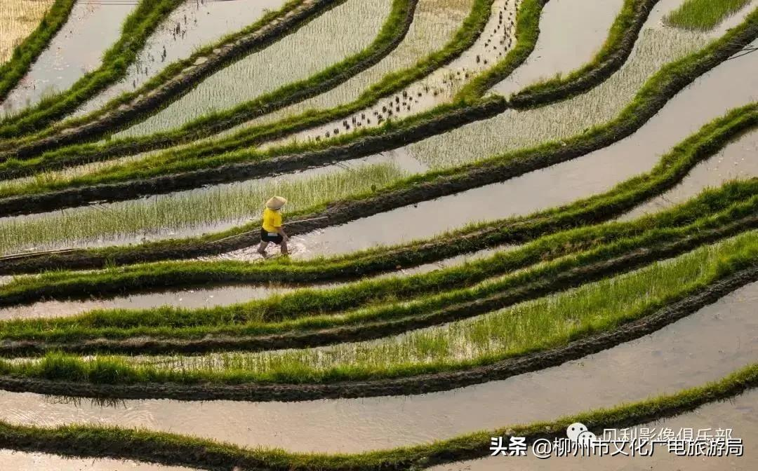 满山金色稻浪,为你换一屏秋色