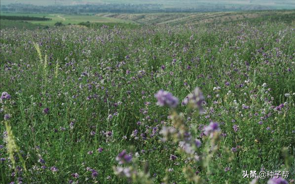 紫花苜蓿种子图片 紫花苜蓿种子多少钱一斤 帝思创