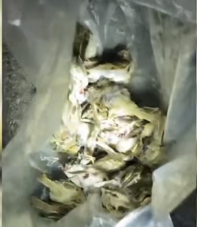 北京一男子捕杀22只麻雀被刑拘，称只是为了玩，每只价值300元