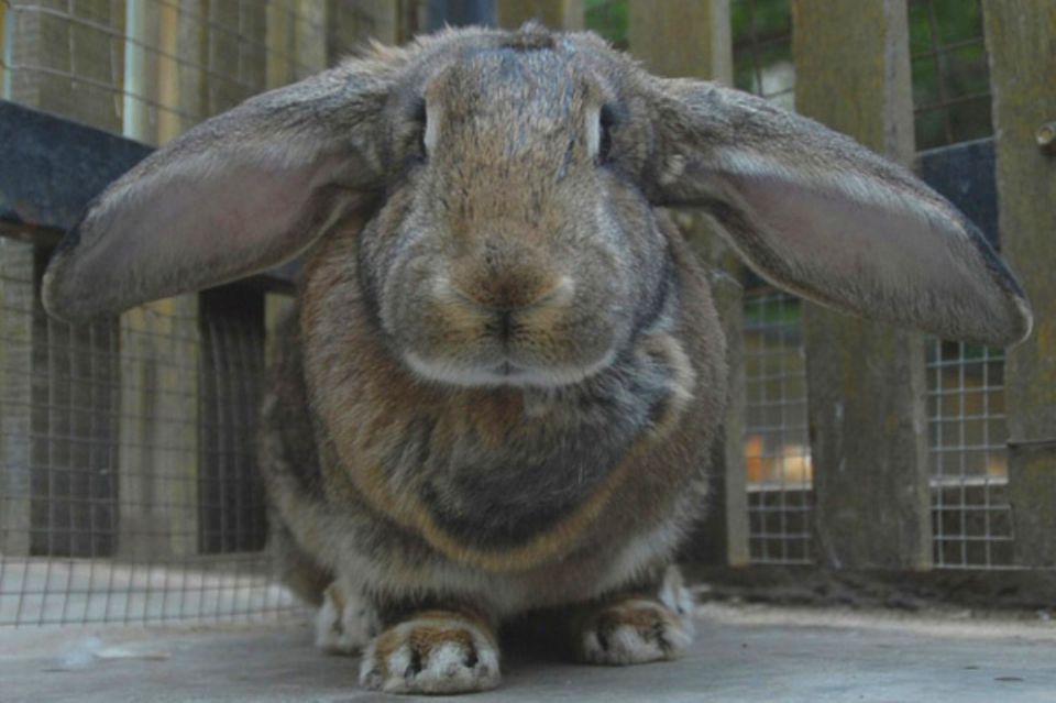 世界最大巨型食人兔图片震惊原来兔子最大能长这么多斤