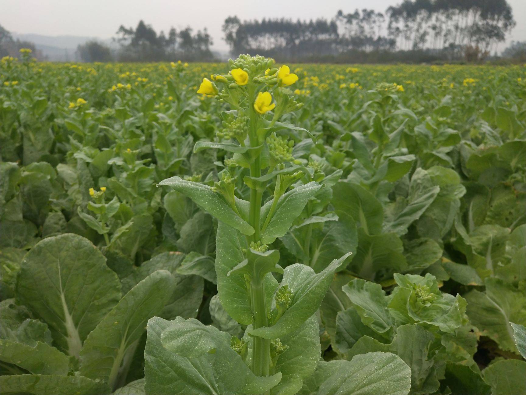 酸菜是什么菜做成的（6种适合做酸菜的青菜你吃过几种）
