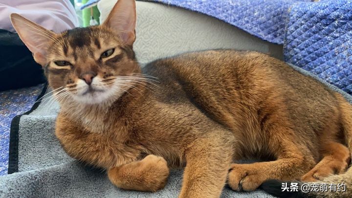 全世界公认的猫中帝王——阿比西尼亚猫，你喜欢吗？
